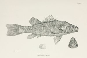 Baars, ca. 1832-1836 door Unbekannt