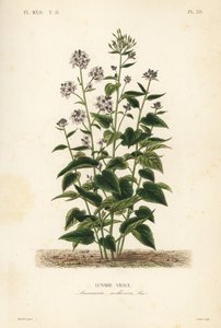 Vaste judaspenning, Lunaria rediviva, Lunaire vivace door Unbekannt