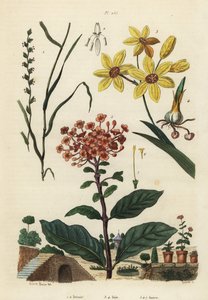 Vaste rogge, Lolium perenne 1,2, gevlekte Afrikaanse korenlelie, Ixia maculata var