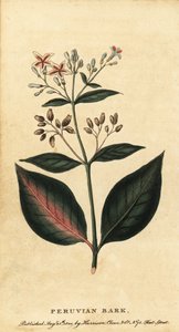 Peruaanse schors, Cinchona officinalis, 1800 (gravure)