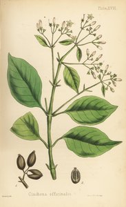 Peruaanse schorsboom of kinaboom, Cinchona officinalis. Handgekleurde lithografie door Henry Sowerby uit Edward Hamilton