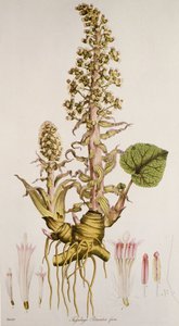 Petasites sp./Groot hoefblad
