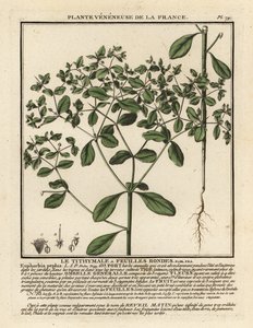 Kleine wolfsmelk, Euphorbia peplus