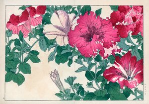 Petunia variëteit (roze en wit). Petunia variëteiten. Handgekleurde houtsnede uit Konan Tanigami