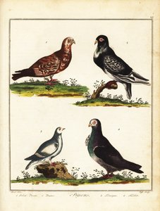 Duiven: Poolse duif, poffer, sneeuwhoen en turbit. 1792 (gravure) door Unbekannter Künstler