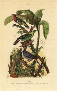 Roze kopvruchtduif, Ptilinopus porphyreus, Buru groene duif, Treron aromaticus, en Luzon bloedend hart, Gallicolumba luzonica door Unbekannt