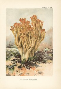 Roze koraalschimmel of mooie clavaria, Ramaria formosa (Clavaria formosa) door Unbekannter Künstler