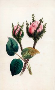 Roze mos, Rosa muscosa door Unbekannter Künstler