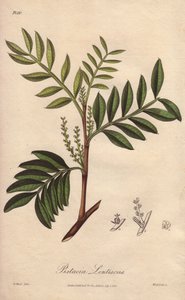 Pistacia lentiscus (Pistacia lentiscus) - Sterk water door William Clarke ter illustratie van 