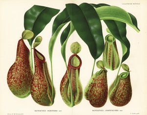 Bekerplant variëteiten, Nepenthes soorten (Nepenthes henryana, Nepenthes lawrenciana). Chromolithografie door P. de Pannemaeker uit Jean Linden