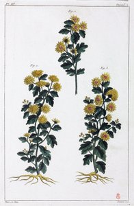 Medicinale planten, China door Unbekannt