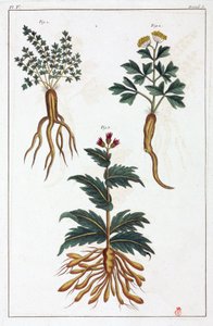 Medicinale planten, China door Unbekannt