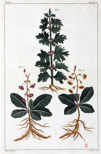 Medicinale planten, China door Unbekannt