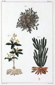 Medicinale planten, China door Unbekannt