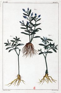 Medicinale planten, China door Unbekannt