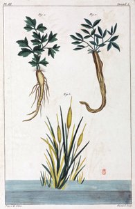 Medicinale planten, China door Unbekannt