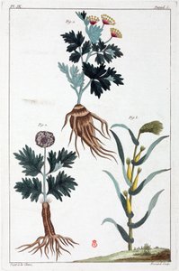 Medicinale planten, China door Unbekannt