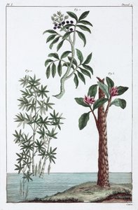 Medicinale planten, China door Unbekannt
