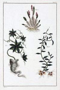 Medicinale planten, China door Unbekannt