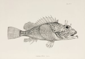 Speler schorpioenvis, ca. 1832-1836 door Unbekannter Künstler
