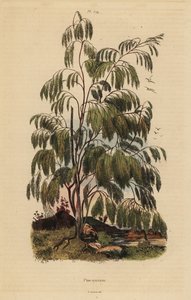 Plocama pendula struik door Unbekannt