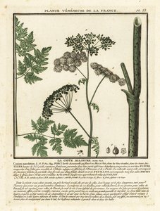 Gevlekte scheerling, Conium maculatum