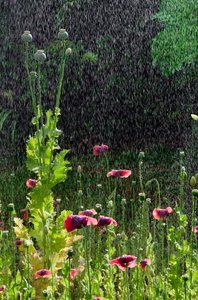 Papaver (Papaver somniferum) bloemen en zaaddozen in zomerse regenbui, Gower, Zuid-Wales door Unbekannter Künstler