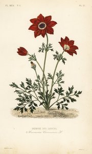 Kroonanemoon of Spaanse goudsbloem, Anemone coronaria