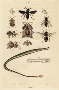 Pottenbakkerswesp, pijpvissen, gouden eierwants en zweefvlieg, 1834-1839 (gravure)