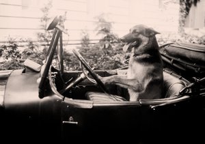 Prijswinnende politiehond Alex achter het stuur van een auto