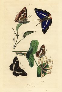Purperen keizer, Apatura iris, en witte admiraal, Limenitis camilla