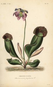 Purperen trompetbekerplant