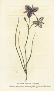 Paarse schelpbloem van New South Wales, Australië. Misschien een fantasiebloem vervaardigd door een kunstmatige bloemist? Handgekleurde kopergravure uit 