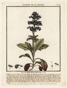 Piramidebugel, Ajuga pyramidalis