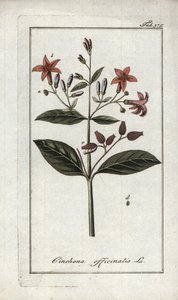 Quinquina (Cinchona officinalis). Lithografie uit Afbeelding der Artseny-Gewassen door Johannes Zorn, Nederland