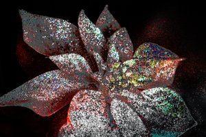 Regenboog Poinsettia voor mijn Lieveling, 2017 door Unbekannter Künstler
