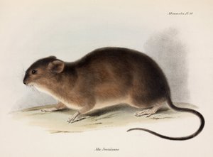 Rat, Zuid-Amerika, ca. 1832-1836