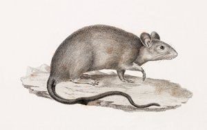 Rat uit Alexandrië door Unbekannt