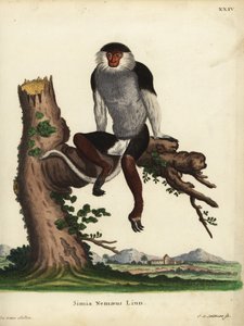 Roodbenige douc, Pygathrix nemaeus. Bedreigd. Simia nemaeus Linn. Handgekleurde kopergravure door Johann Sebastian Leitner naar een illustratie van Jacques de Seve uit Johann Christian Daniel Schreber