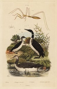 Roodkeelduiker, ijsduiker, parelduiker en draadpootwants