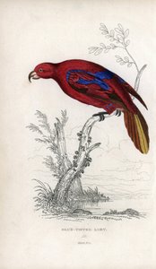 Rode Lori. Lithografie van Joseph Kidd, gebaseerd op een tekening van John Audubon, in Miscellany of Natural History: Parrots, Sir Thomas DiK Lauder en Captain Thomas Brown, gepubliceerd in Edinburgh, Schotland, in 1833
