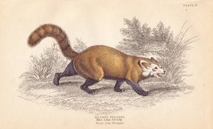 Rode panda, Ailurus fulgens. Kwetsbaar. Uit een specimen in het Museum van de Linnean Society - William Jardine