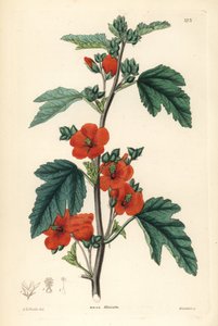 Roodpaars - Globemallow, Sphaeralcea miniata (Vermilion-bloeiende kaasjeskruid, Malva miniata). Handgekleurde kopergravure door Weddell naar Edwin Dalton Smith uit John Lindley en Robert Sweet