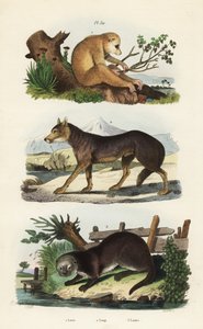Rode slanke lori, Loris tardigradus bedreigd, wolf, Canis lupus, en Europese otter, Lutra lutra door Unbekannt