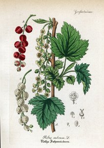 Rode bes, Ribes rubrum door Unbekannter Künstler