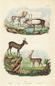 Rendier, Rangifer tarandus 1, eland, Alces alces 2, edelhert, Cervus elaphus 3, en Europese ree, Capreolus capreolus 4
