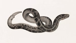 Reptielen: een slang uit Thebaïde door Unbekannt