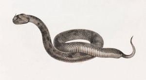 Reptielen: Een adder door Unbekannt