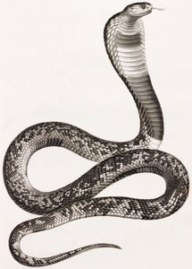 Reptielen: een adder door Unbekannt