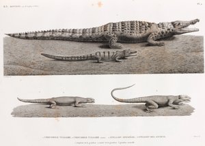 Reptielen: krokodillen en stellions